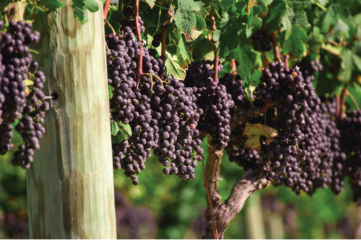<br /><b>Warning</b>: Undefined variable $page_no in <b>/home2/laymanne/public_html/projects.php</b> on line <b>609</b><br />New Kent Winery New Kent Winery Vineyard Grapes Photo 